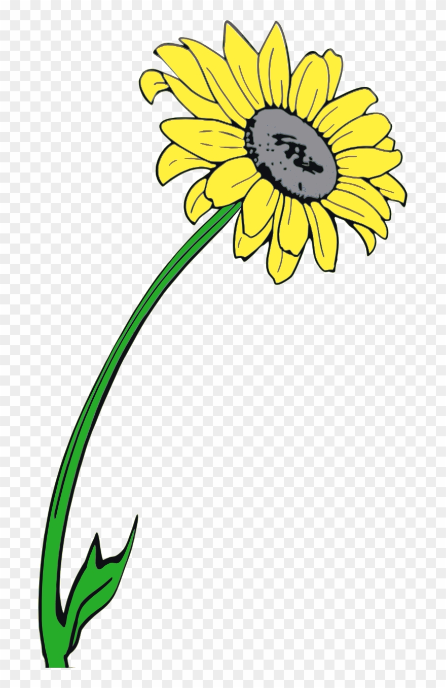 Februar 2015 Volle Größe - Sunflower Clipart