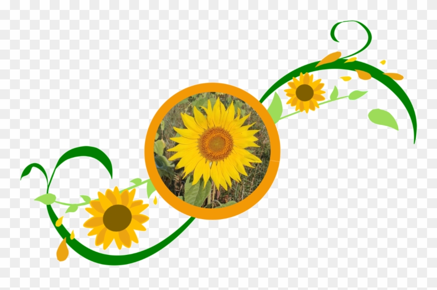 Sonnenblumemitranke - Sunflower Clipart
