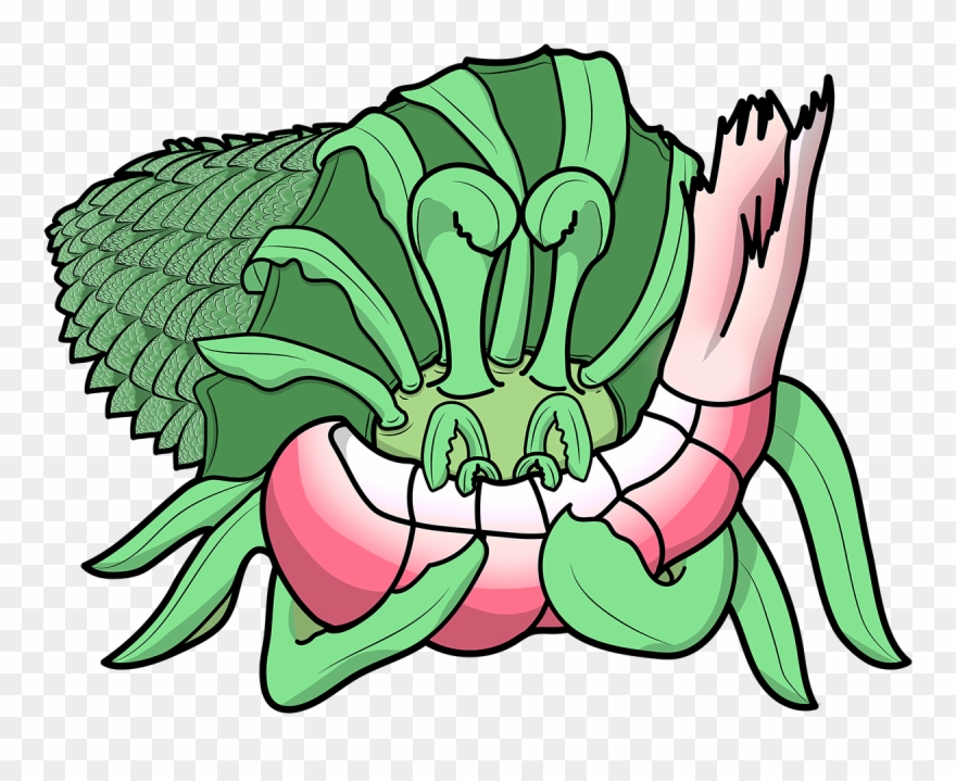 Romanesco Hermit Crab Clipart