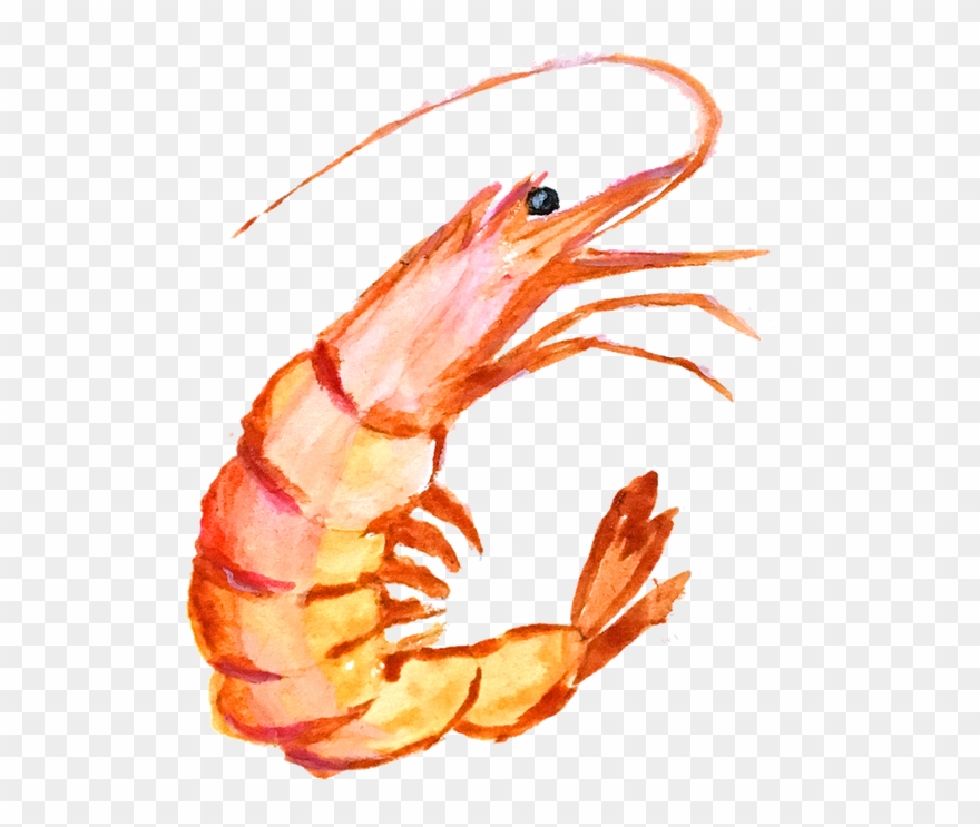 Hand Painting 1957063 960 720 - กุ้ง Png Clipart