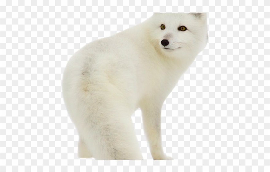 Arctic Fox Clipart Transparent - Baby Arctic Fox - Png Download