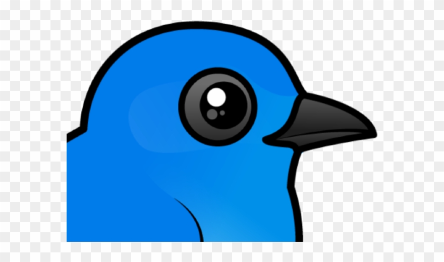 Bluebird Clipart Mountain Bluebird - Scrub Jay - Png Download