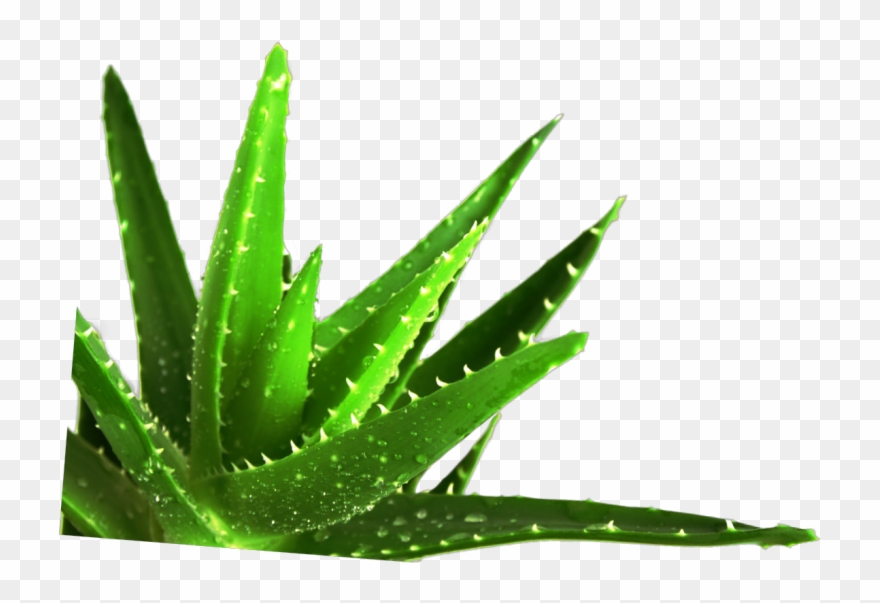 Succulent Plant Medicine Medicinal Plants - Aloe Vera Leaf Png Clipart
