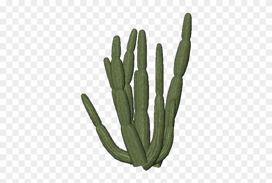 Cactus Transparent Png Images Free Download Organ Pipe - Organ Pipe Cactus Png Clipart
