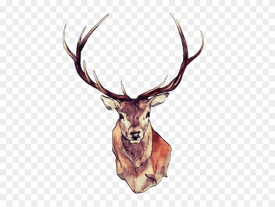 Deer Face - Deer Png Clipart