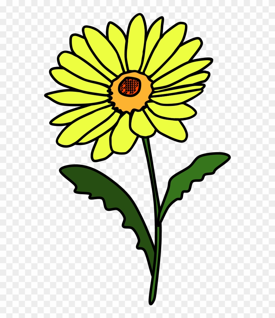 Daisy, Petals, Yellow, Png - Green Clipart