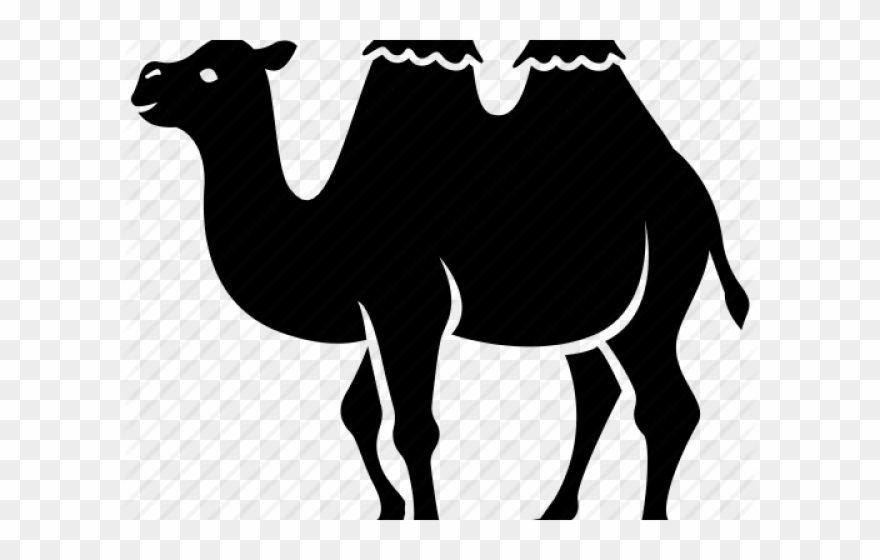 Camels Clipart Circus - Arabian Camel - Png Download