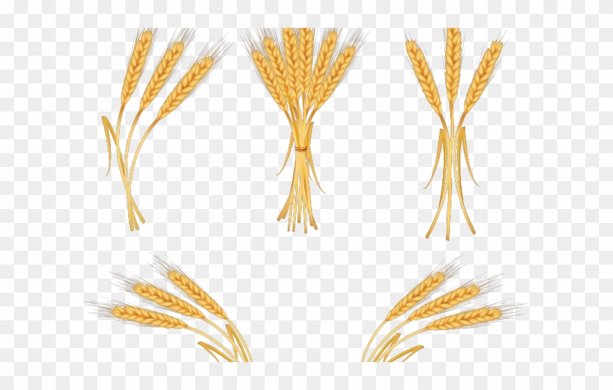 Cereal Clipart Wheat Seed - Ear Of Rice Png Transparent Png