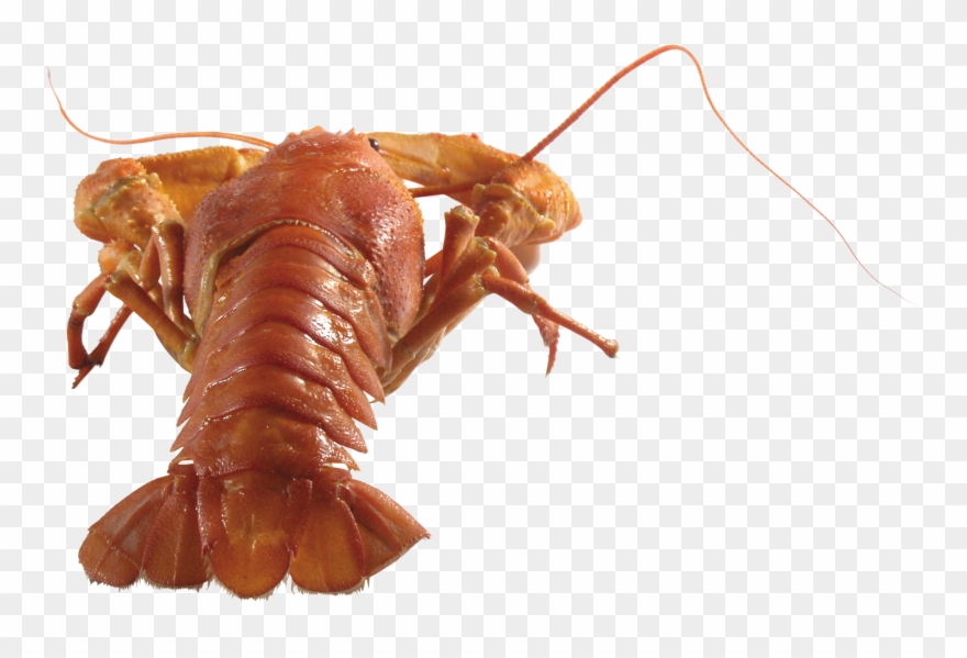 Download Lobster Animals Png Transparent Images Transparent - Рак Png Clipart