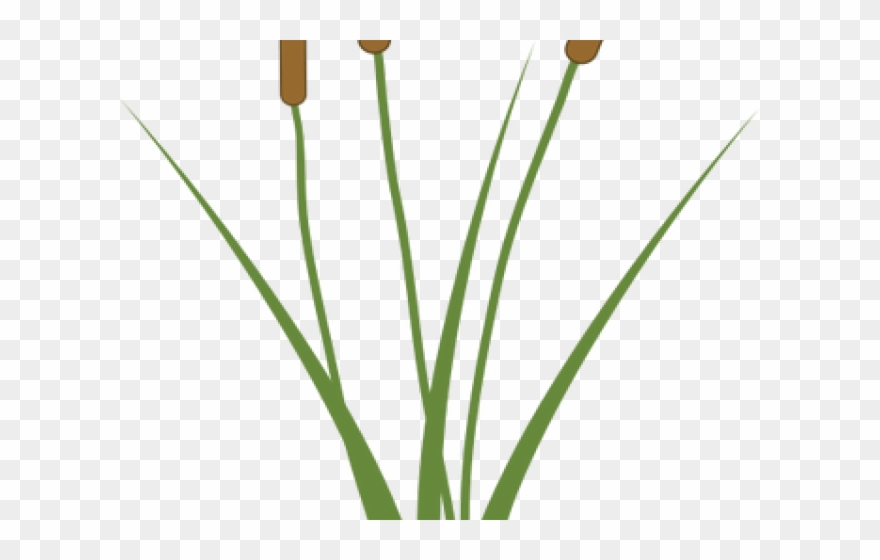 Single Clipart Cattail - Carbono Anomerico - Png Download