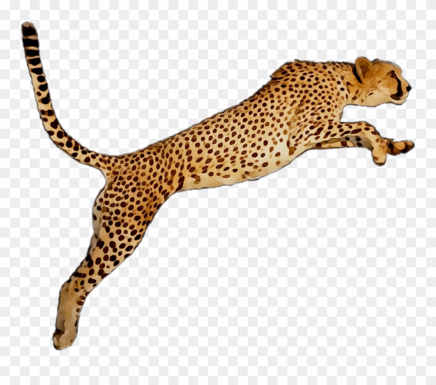 Portable Wallpaper Leopard Desktop Graphics Cheetah - Cheetah Clipart