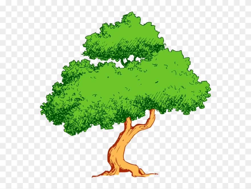 Лиственное Дерево, Зеленое Растение, Природа, Deciduous - Green Cover Arboricultura Clipart