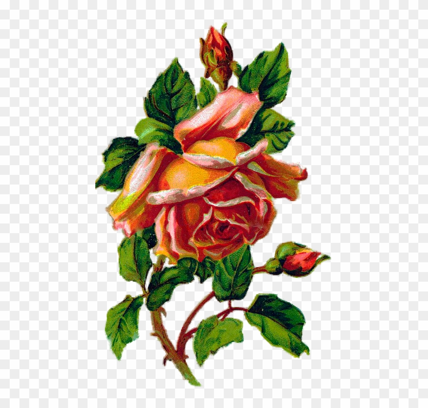 Розы Malen, Blumen, Bilder, Rosen Kunstdrucke, Blumen - Garden Roses Clipart