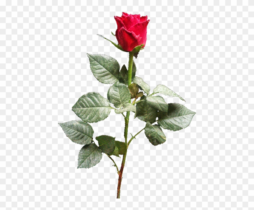 Garden Roses Clipart