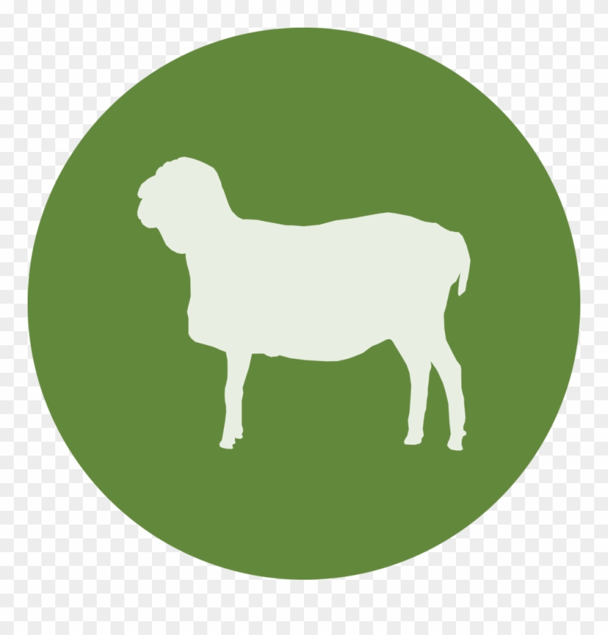 Schwarzkopf Schaf - Ville De Saint Etienne Clipart