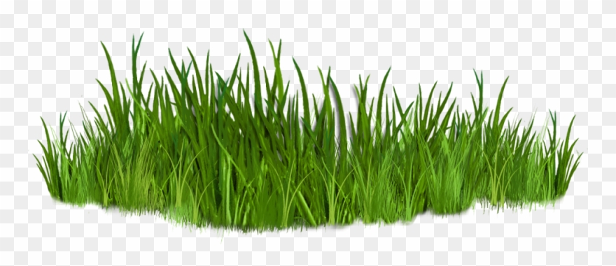 Grass Clipart - Png Download