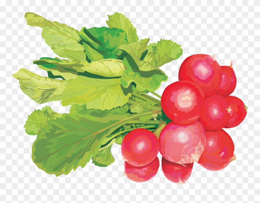 Radish Png - Редис Клипарт Clipart