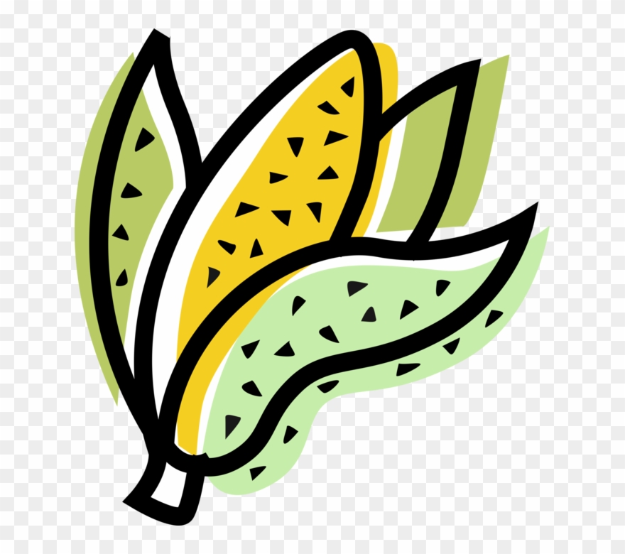 Vector Illustration Of Husk Or Cob Of Corn Maize Clipart