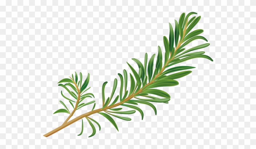 Download Rosemary Transparent Rosemary Png Clipart (3457120) PinClipart