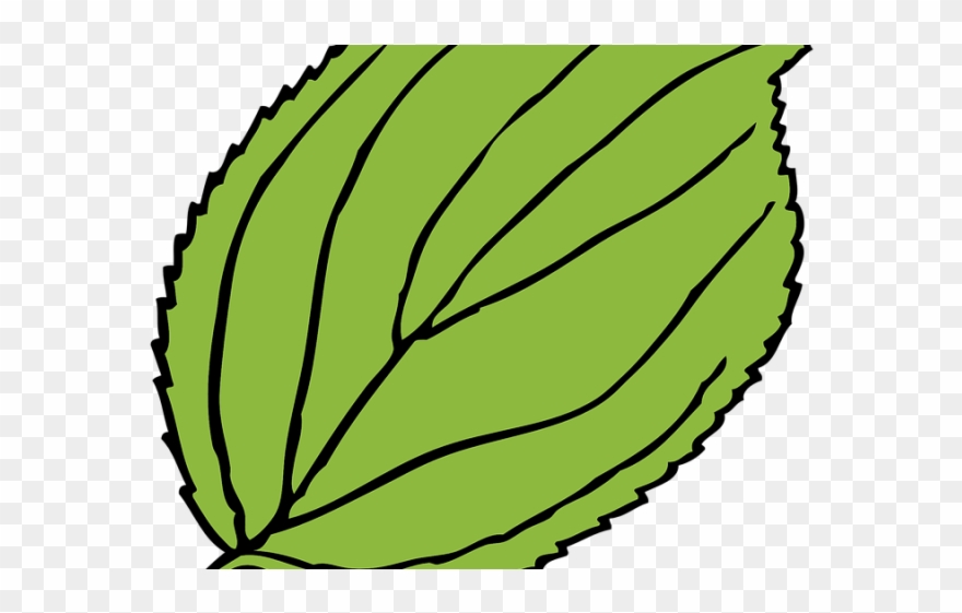 Green Leaves Clipart Cartoon - Leaf Clip Art - Png Download