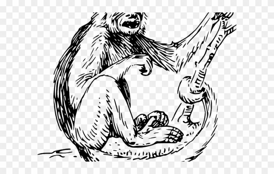 Spider Monkey Clipart Capuchin Monkey - Monkey Clip Art - Png Download