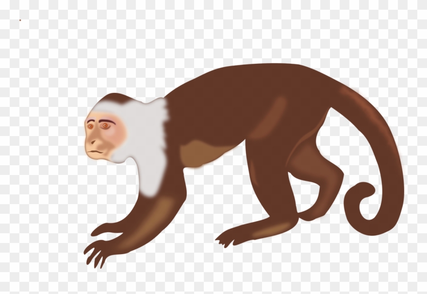 Capuchin Monkey Clip Art - Png Download