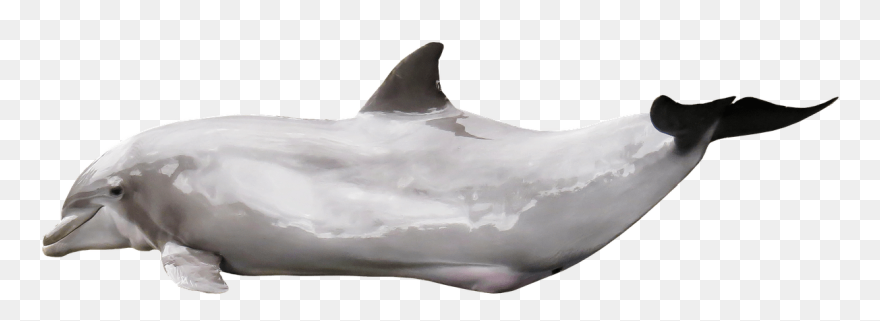 Free Png Download Dolphin Gleaming Png Images Background - Dolphin Clipart