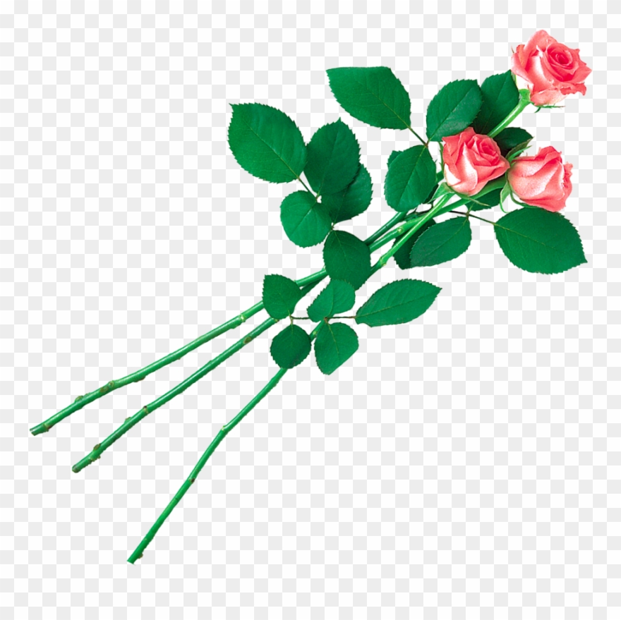 Transparent Clipart Image Pink Rose Png With Leaf - Floribunda