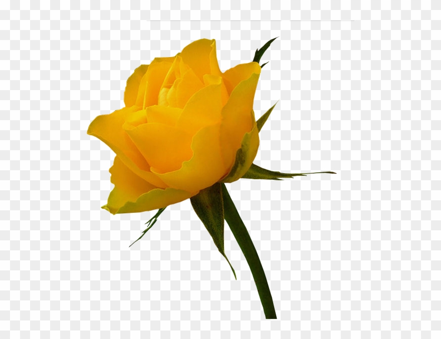 Tubes Fleurs Yellow Rose Bouquet, Yellow Roses, White - Rose Jaune Png Clipart