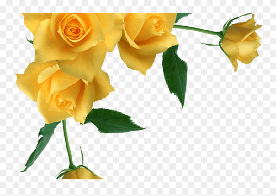 Vintage Rose Border Corner Transparent - Yellow Flowers Frame Png Clipart