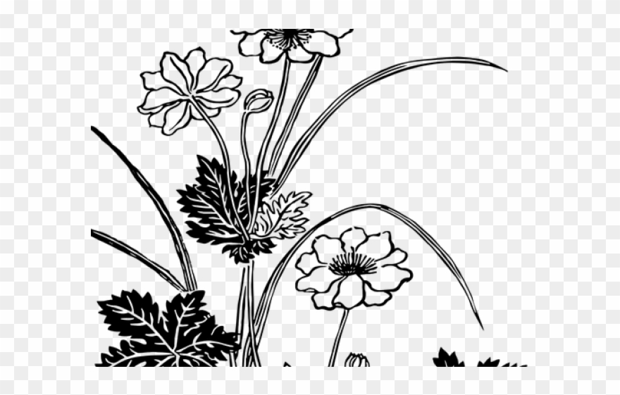 Drawn Floral Vector Png Vintage - نباتات رسم Clipart