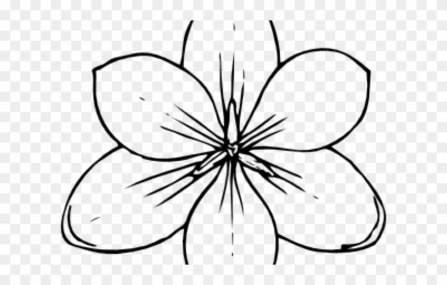 White Flower Clipart Top View - Flower Drawing Top View - Png Download