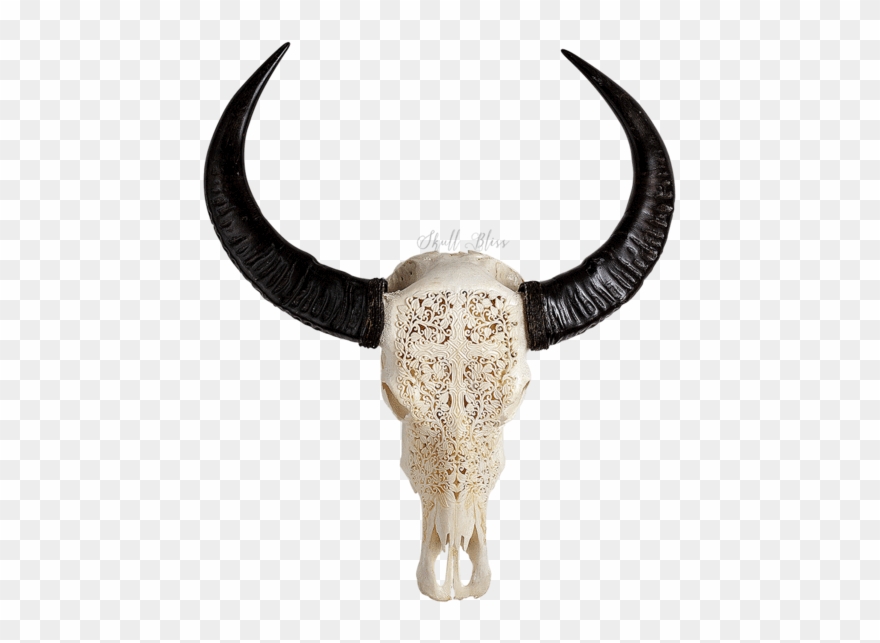Buffalo Skull Clip Art - Png Download