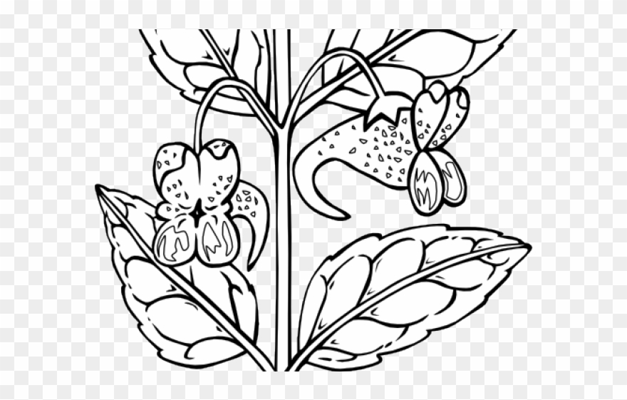 Plant Clipart Black And White - Outline Of A Flower - Png Download