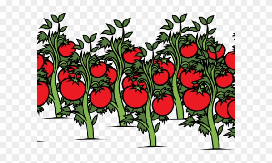 Tomato Clipart Tomato Stem - Tomato Plant Clip Art - Png Download