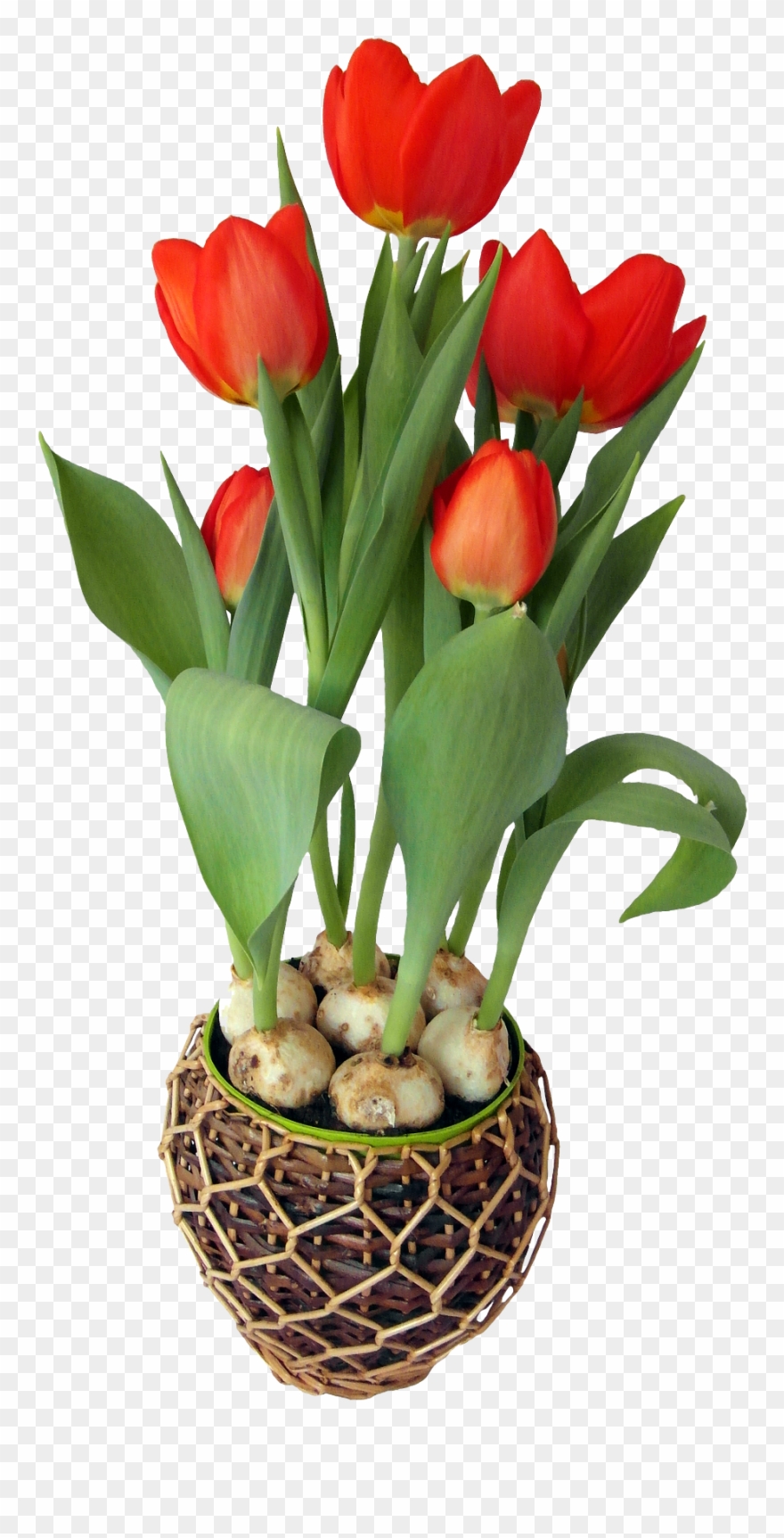 Tulip Flower In Pot - Png Format Flower Pot Png Clipart