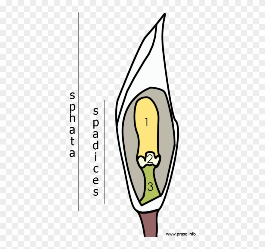 The Genus Bucephalandra Part 3 How To Recognize A Bucephalandra Clipart