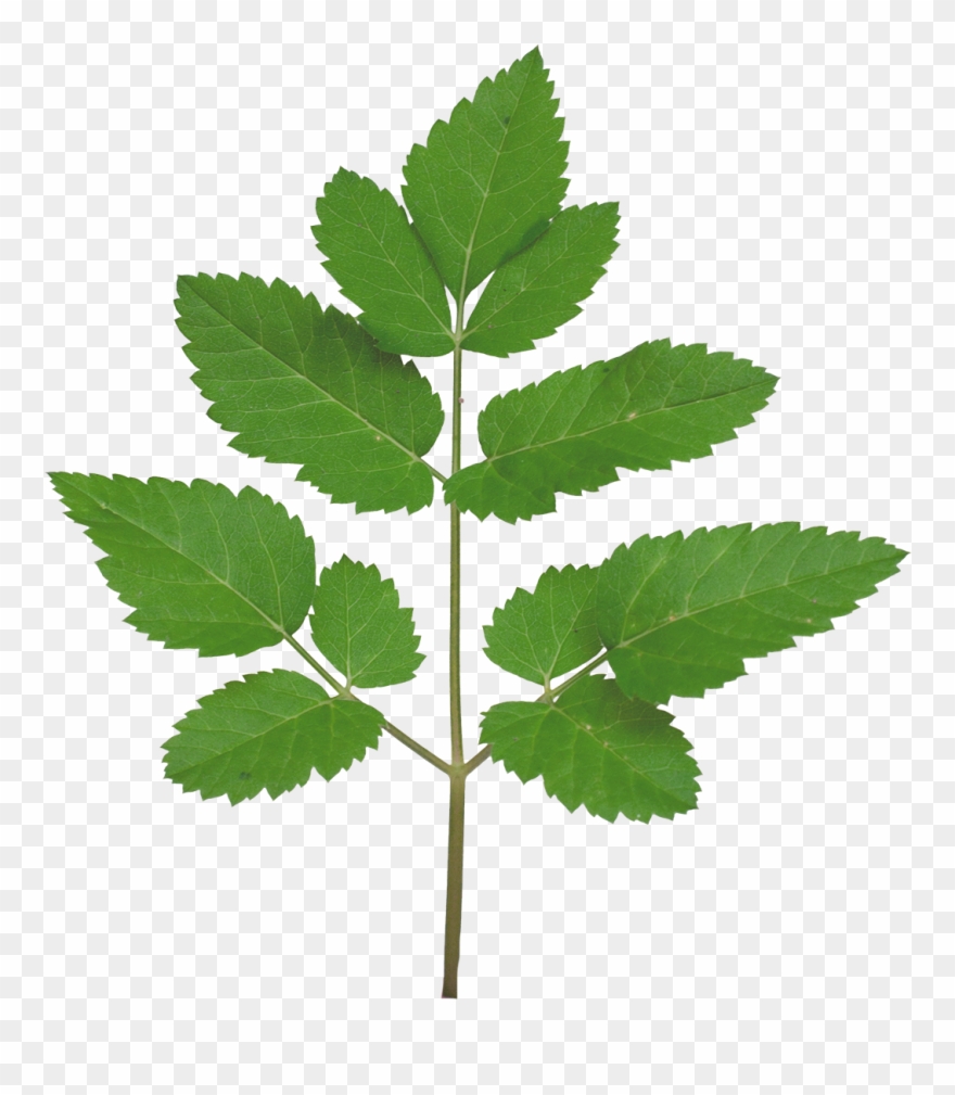 Vegetation Smallplant 21 - Tree Branch Texture Png Clipart
