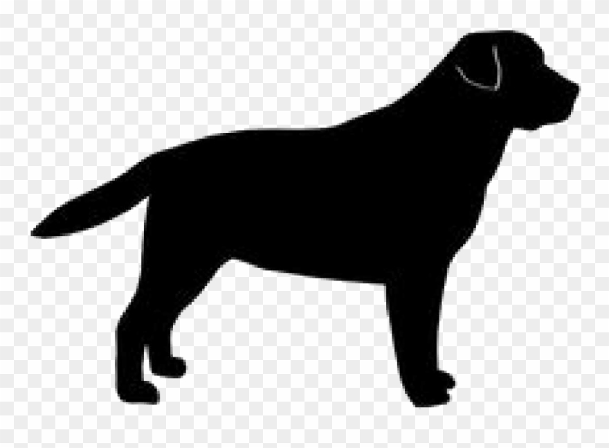 Golden Silhouette Labrador Breed Dog Retriever Clipart - Black Dog - Png Download