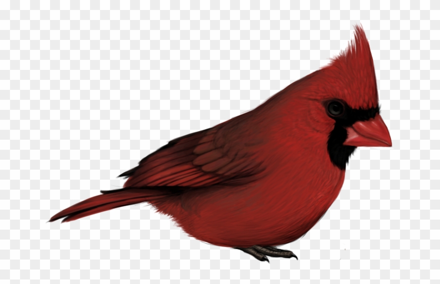 Cardinal Png - Cardinal With No Background Clipart