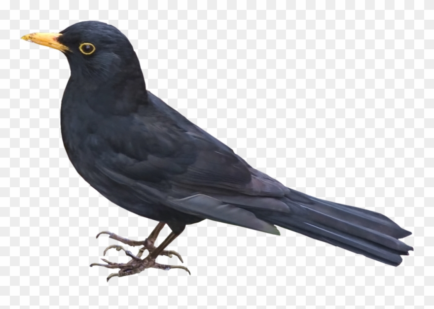 Blackbird Clipart - Blackbird Png Transparent Png
