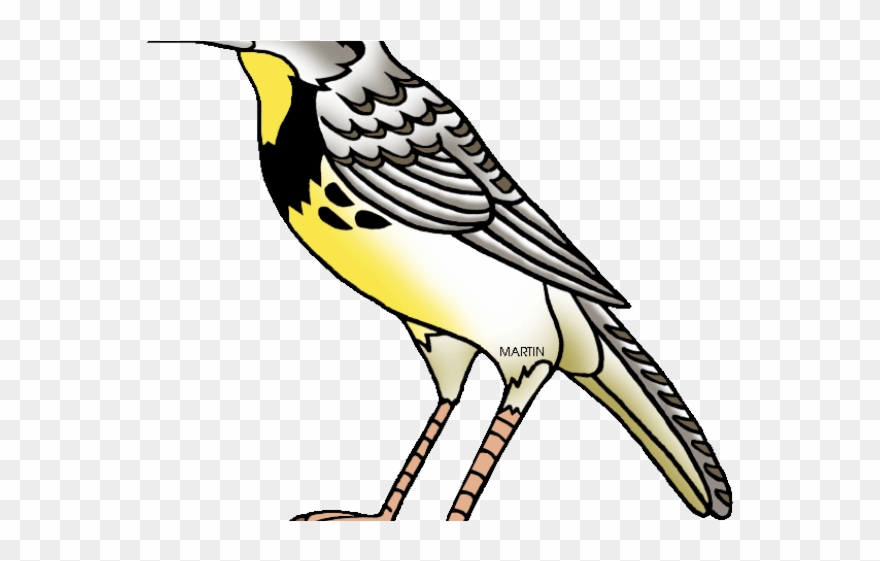 Bird Clipart Meadowlark - Oregon State Bird Cartoon - Png Download