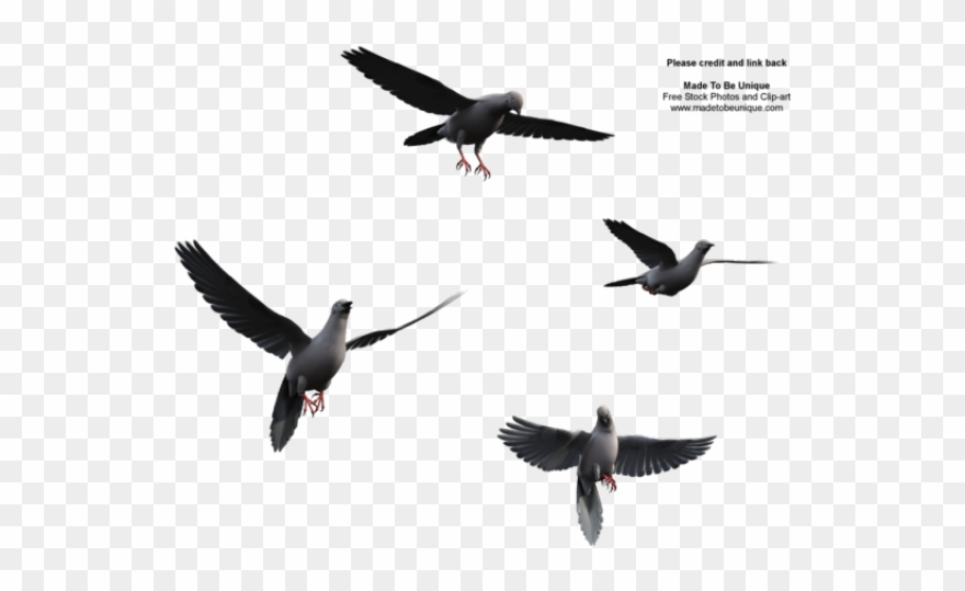 Flying Bird Clipart Dove - Flying Birds Watercolour Png Transparent Png