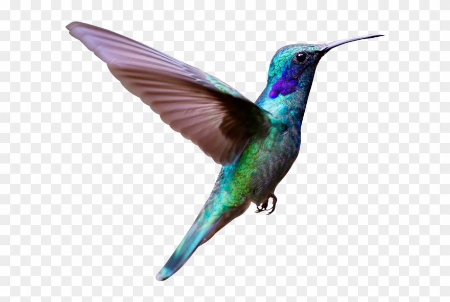 Hummingbird Clipart