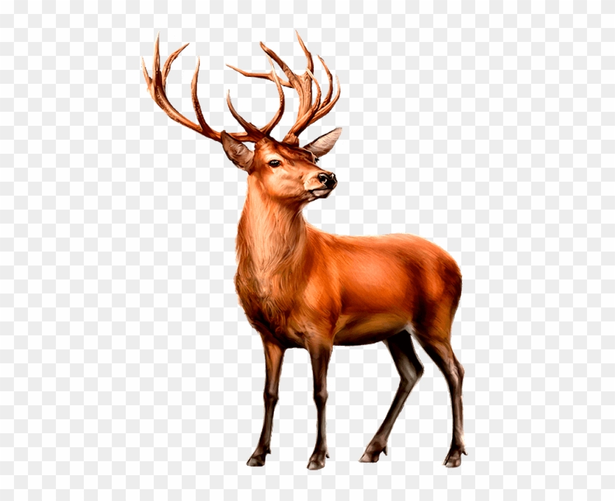 Paint Shop, Deer, Clip Art, Animaux, Mule Deer, Illustrations, - Deer - Png Download