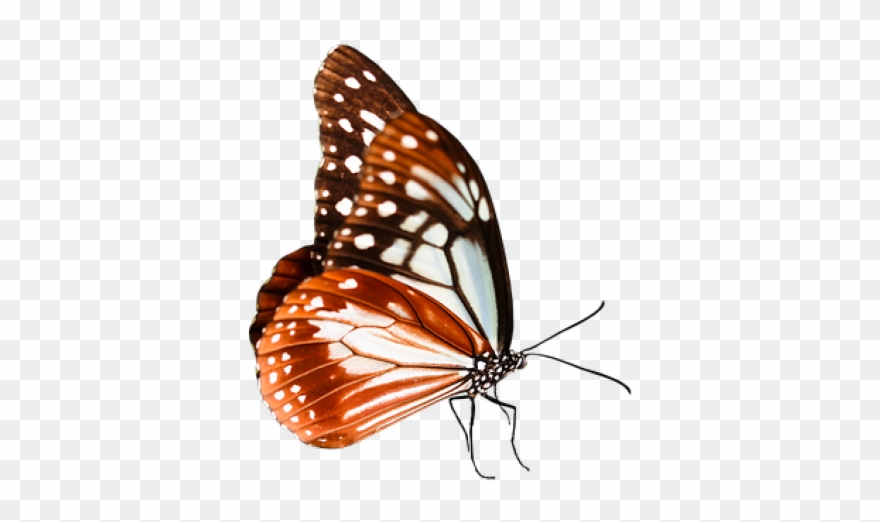 Monarch Butterfly Clipart Queen Butterfly - Monarch Butterfly - Png Download