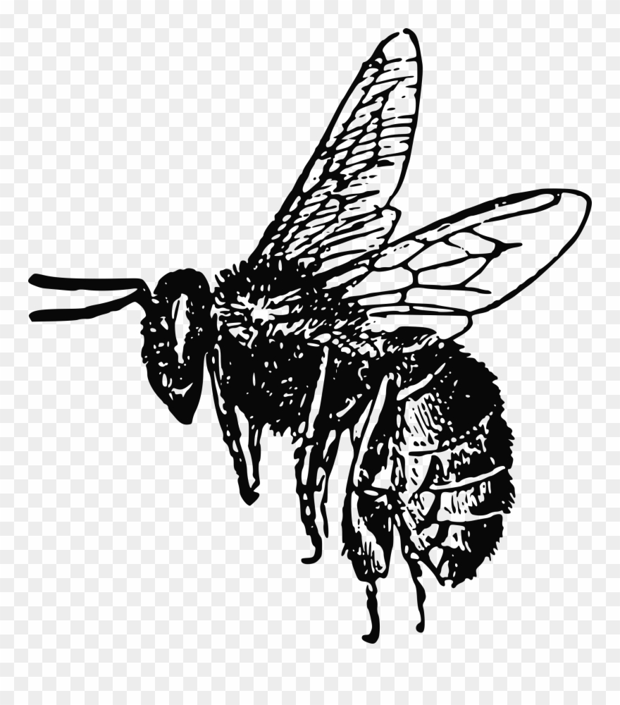 Clipart - Bee - Realistic Bee Clipart Black And White - Png Download