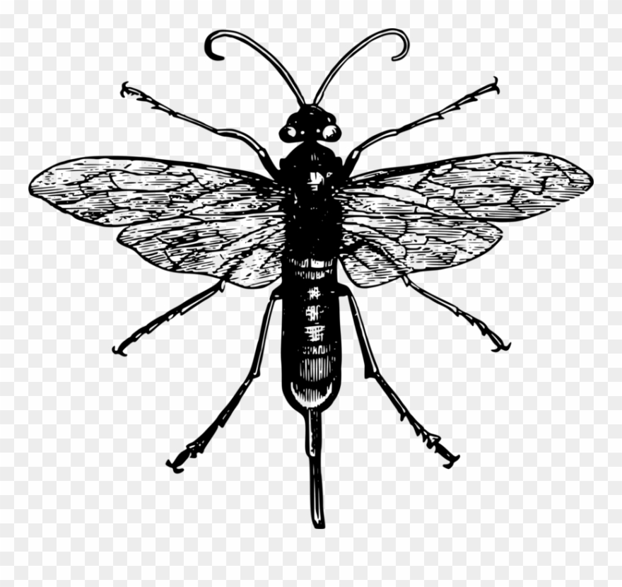 All Photo Png Clipart - Black And White Robber Fly Transparent Png