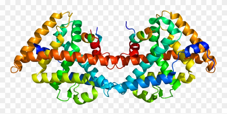 Protein Nr0b2 Pdb 1yuc - Heterodimer Protein Clipart