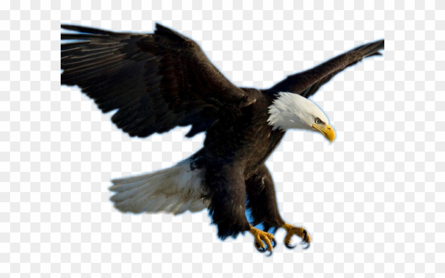 Bald Eagle Clipart Picsart - Voo Da Aguia Em Png Transparent Png